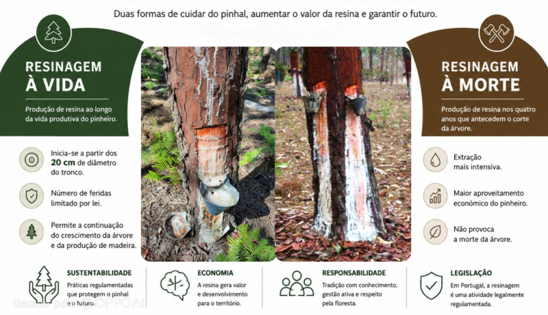 Formas de Resinagem